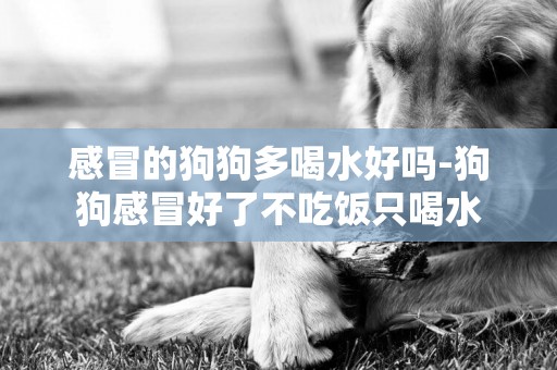 感冒的狗狗多喝水好嗎-狗狗感冒好了不吃飯只喝水