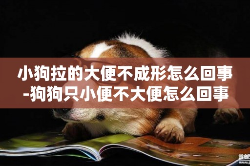 小狗拉的大便不成形怎么回事-狗狗只小便不大便怎么回事