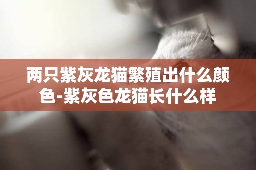 兩只紫灰龍貓繁殖出什么顏色-紫灰色龍貓長什么樣