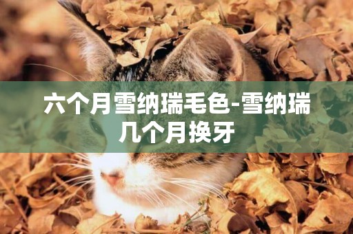 六個月雪納瑞毛色-雪納瑞幾個月換牙