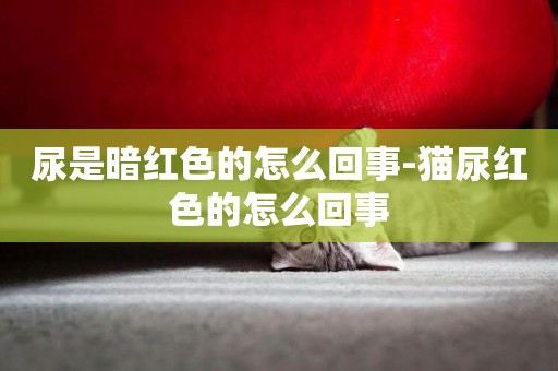 尿是暗紅色的怎么回事-貓尿紅色的怎么回事