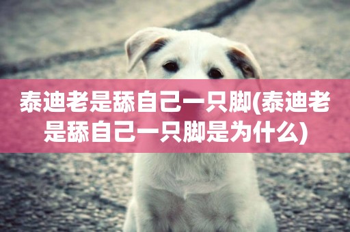 泰迪老是舔自己一只腳(泰迪老是舔自己一只腳是為什么)