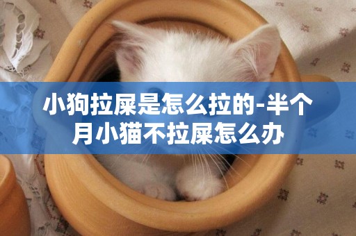 小狗拉屎是怎么拉的-半個月小貓不拉屎怎么辦