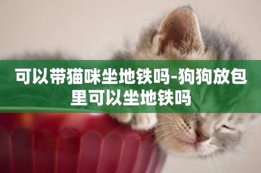 可以帶貓咪坐地鐵嗎-狗狗放包里可以坐地鐵嗎