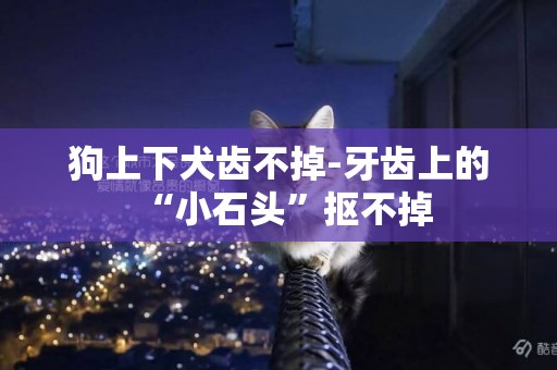 狗上下犬齒不掉-牙齒上的“小石頭”摳不掉