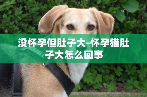 沒懷孕但肚子大-懷孕貓肚子大怎么回事