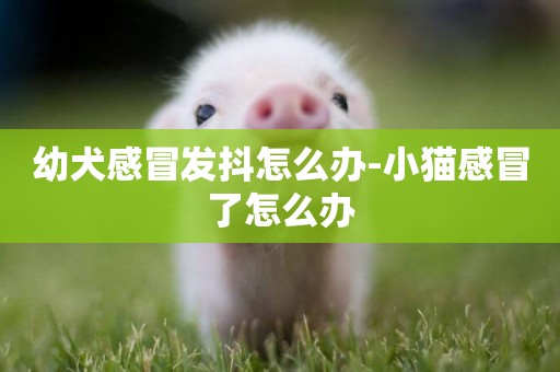 幼犬感冒發抖怎么辦-小貓感冒了怎么辦