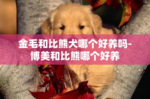 金毛和比熊犬哪個好養嗎-博美和比熊哪個好養