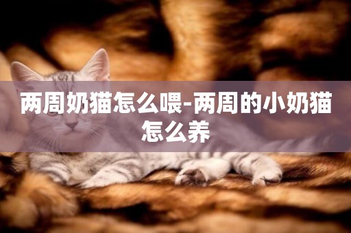 兩周奶貓怎么喂-兩周的小奶貓怎么養
