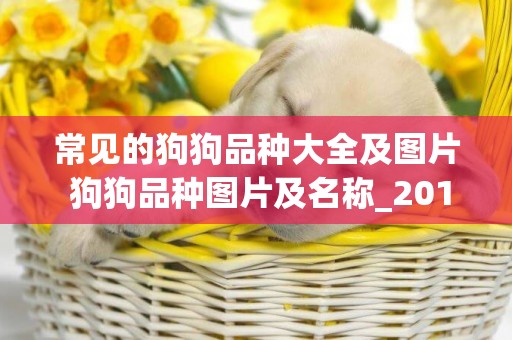 常見的狗狗品種大全及圖片 狗狗品種圖片及名稱_2018狗狗圖片合集 