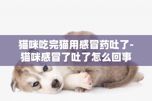貓咪吃完貓用感冒藥吐了-貓咪感冒了吐了怎么回事