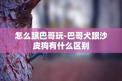怎么跟巴哥玩-巴哥犬跟沙皮狗有什么區別