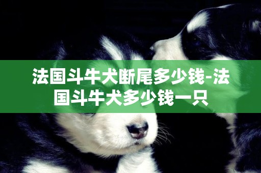 法國斗牛犬斷尾多少錢-法國斗牛犬多少錢一只