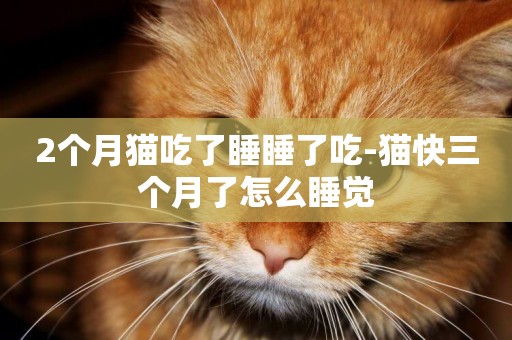 2個月貓吃了睡睡了吃-貓快三個月了怎么睡覺