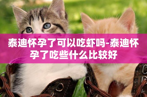 泰迪懷孕了可以吃蝦嗎-泰迪懷孕了吃些什么比較好
