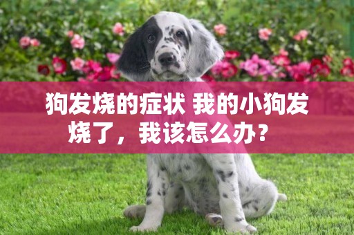 狗發燒的癥狀 我的小狗發燒了，我該怎么辦？ 