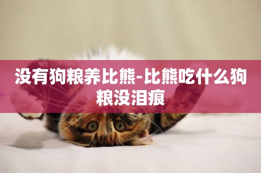 沒有狗糧養比熊-比熊吃什么狗糧沒淚痕