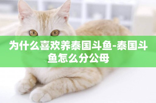 為什么喜歡養泰國斗魚-泰國斗魚怎么分公母
