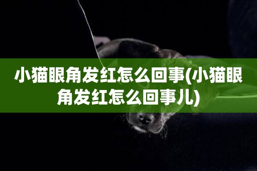 小貓眼角發紅怎么回事(小貓眼角發紅怎么回事兒)
