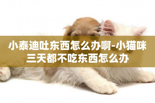 小泰迪吐東西怎么辦啊-小貓咪三天都不吃東西怎么辦