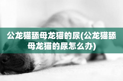 公龍貓舔母龍貓的尿(公龍貓舔母龍貓的尿怎么辦)