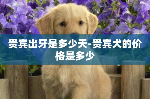 貴賓出牙是多少天-貴賓犬的價格是多少