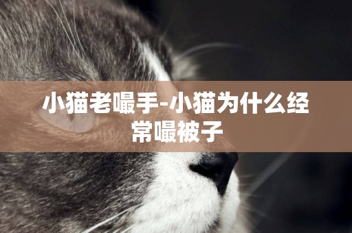 小貓老嘬手-小貓為什么經常嘬被子
