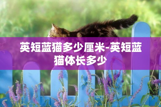 英短藍貓多少厘米-英短藍貓體長多少