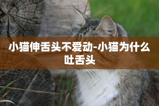 小貓伸舌頭不愛動-小貓為什么吐舌頭