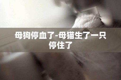 母狗停血了-母貓生了一只停住了