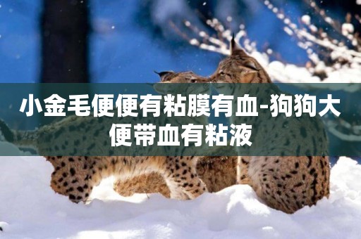 小金毛便便有粘膜有血-狗狗大便帶血有粘液
