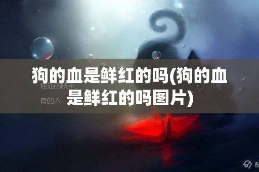 狗的血是鮮紅的嗎(狗的血是鮮紅的嗎圖片)