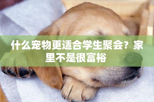 什么寵物更適合學生聚會？家里不是很富裕 