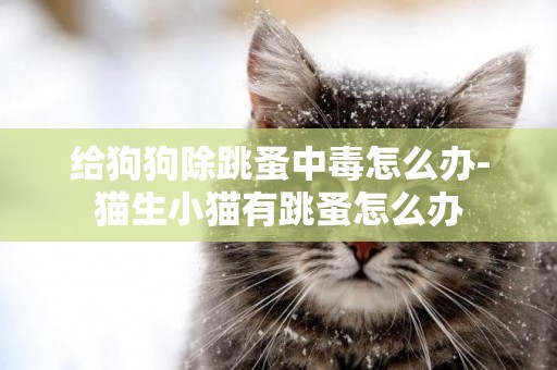 給狗狗除跳蚤中毒怎么辦-貓生小貓有跳蚤怎么辦