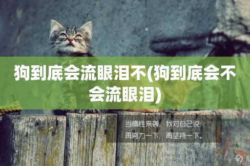 狗到底會流眼淚不(狗到底會不會流眼淚)