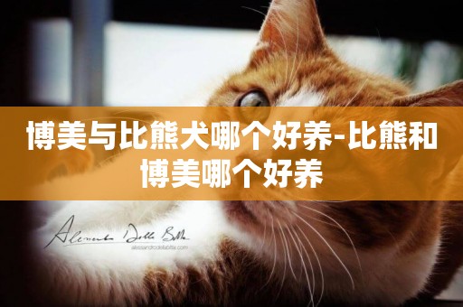 博美與比熊犬哪個好養-比熊和博美哪個好養