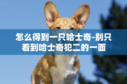 怎么得到一只哈士奇-別只看到哈士奇犯二的一面