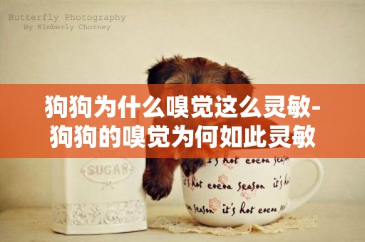 狗狗為什么嗅覺這么靈敏-狗狗的嗅覺為何如此靈敏