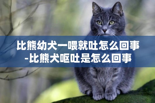 比熊幼犬一喂就吐怎么回事-比熊犬嘔吐是怎么回事
