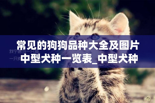常見的狗狗品種大全及圖片 中型犬種一覽表_中型犬種及圖片 