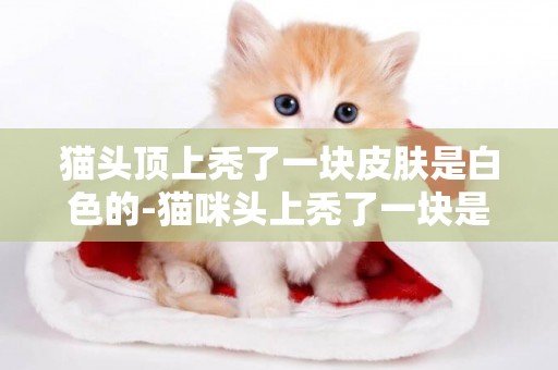貓頭頂上禿了一塊皮膚是白色的-貓咪頭上禿了一塊是怎么回事