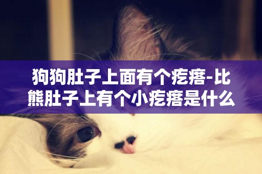 狗狗肚子上面有個疙瘩-比熊肚子上有個小疙瘩是什么