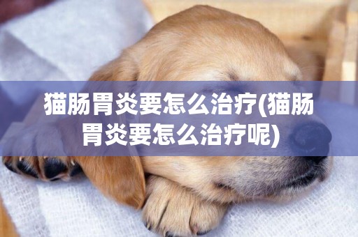 貓腸胃炎要怎么治療(貓腸胃炎要怎么治療呢)