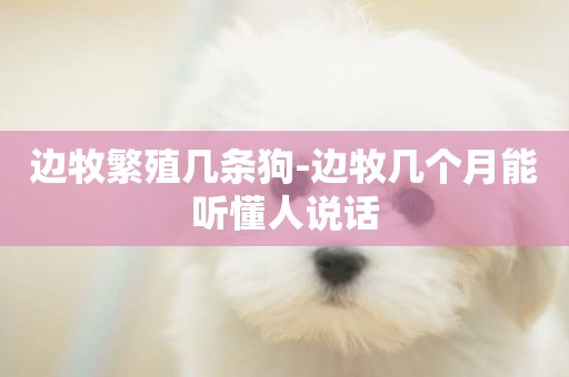 邊牧繁殖幾條狗-邊牧幾個月能聽懂人說話