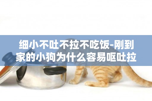 細小不吐不拉不吃飯-剛到家的小狗為什么容易嘔吐拉肚子