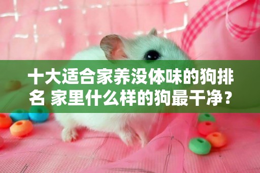 十大適合家養沒體味的狗排名 家里什么樣的狗最干凈？最適合家庭的10只寵物狗！ 