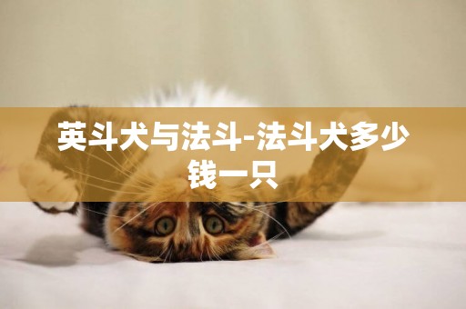 英斗犬與法斗-法斗犬多少錢一只