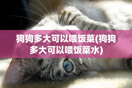 狗狗多大可以喂飯菜(狗狗多大可以喂飯菜水)