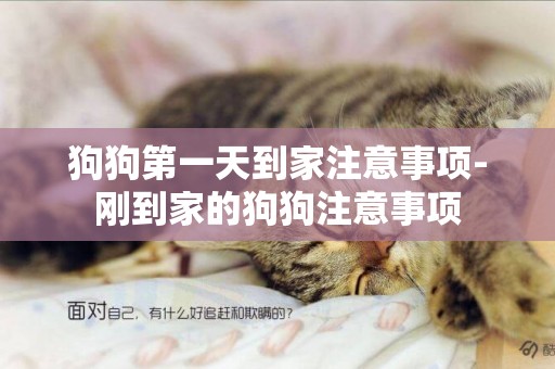狗狗第一天到家注意事項-剛到家的狗狗注意事項