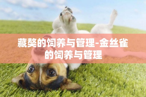藏獒的飼養與管理-金絲雀的飼養與管理